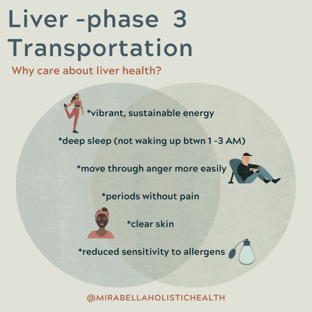 Liver Phase 3 Transportation