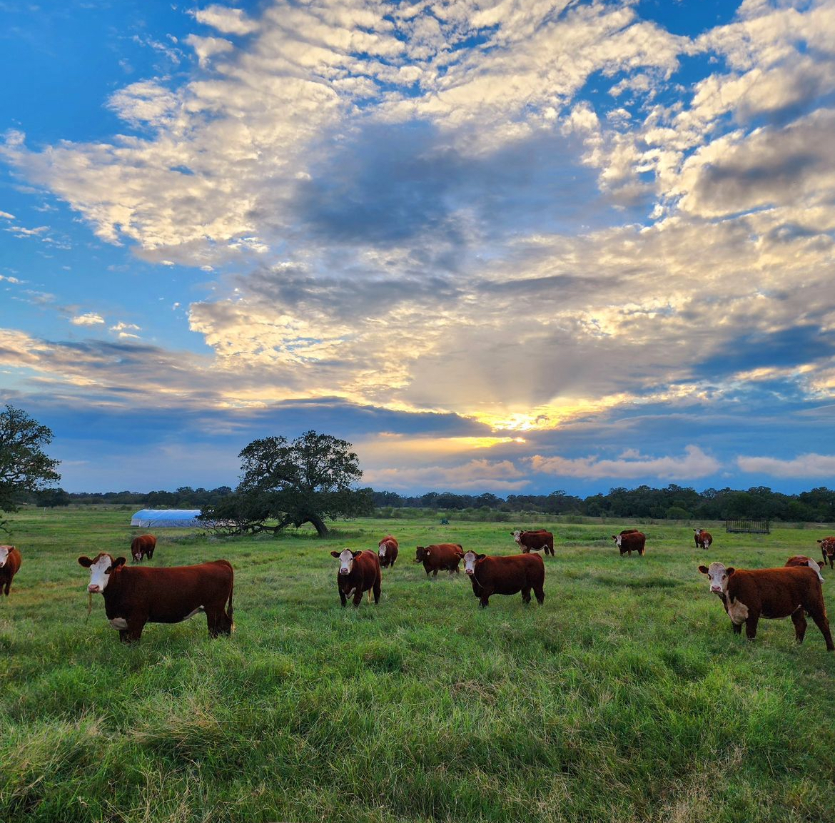 1915 farm in Texas