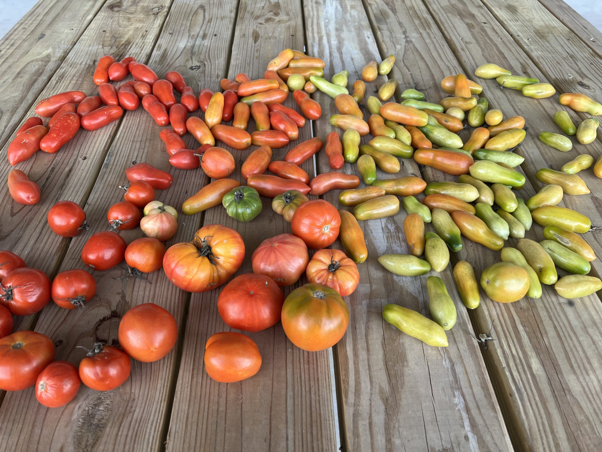 fresh garden tomatoes on a picnic table